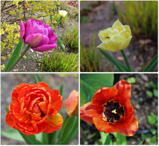 Link do fotogalerii - Tulipany