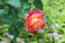 Róże_6