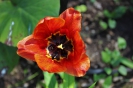 Tulipany_15