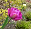 Tulipany_1