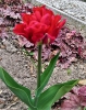 Tulipany_2