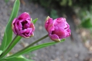 Tulipany_5