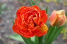 Tulipany_6