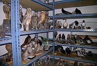 Zbiory Muzeum