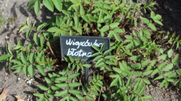 Wiązówka błotna