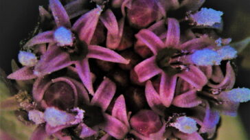 DSCN2189