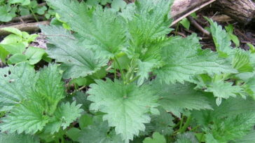 Pokrzywa zwyczajna Urtica dioica