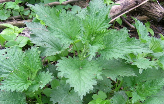 Pokrzywa zwyczajna Urtica dioica Rodzina: Pokrzywowate