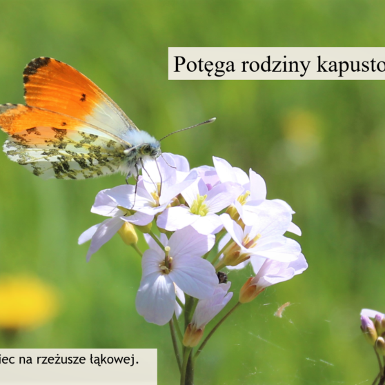 Potęga rodziny kapustowate