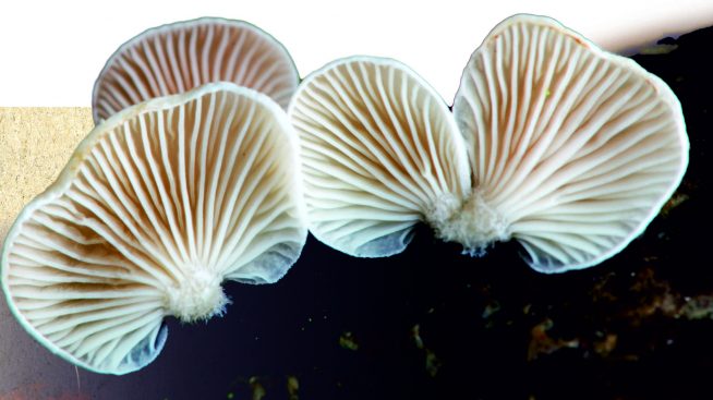 Otwarcie wystawy „Grzyby. Piąte Królestwo”